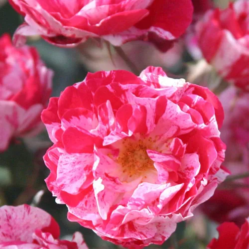 Miniatura 3 de Rosas arbustivas de reliquia, planta de raíz propia viva para jardín al aire libre, Stars 'n' Stripes Forever™, Zonas de rusticidad muy fragantes