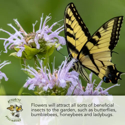 Miniatura 3 de Seed Needs, Semillas de aciano azul enano, 1500 semillas para plantar Centaurea cyanus, flores silvestres polinizadas abiertas para cultivar un