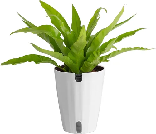 Miniatura 15 de Costa Farms Helecho Kimberly Queen, planta viva de interior, en maceta, de 2 a 3 pies de alto Helecho Reina Kimberly