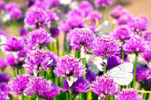 Miniatura 7 de Semillas de cebollino más de 100 semillas para cultivar Allium Schoenoprasum para plantar en primavera u otoño