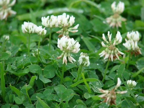 Miniatura 2 de Semillas de trébol blanco - Semillas prémium de Willamette Valley, cultivadas en Oregon, sin recubrimientos, sin semillas de malas hierbas (1 libra)