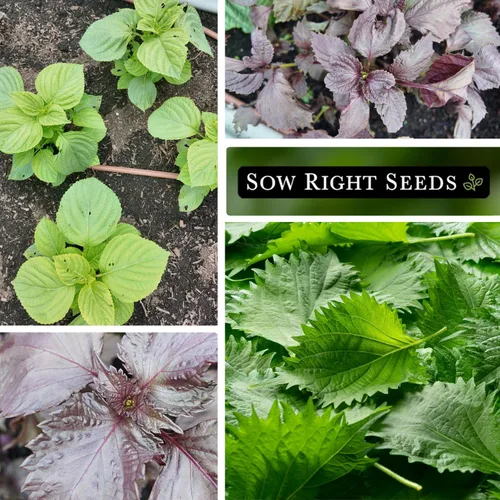 Miniatura 4 de Sow Right Seeds - Colección de semillas Shiso para plantar - Incluye verde y morado - Variedades tradicionales sin OMG - Hojas de perilla japonesas