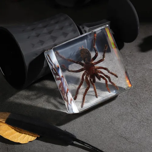 Miniatura 17 de Espécimen de esqueleto de murciélago real en resina para educación científica en el aula, gran regalo para fanáticos de la taxidermia, cráneo