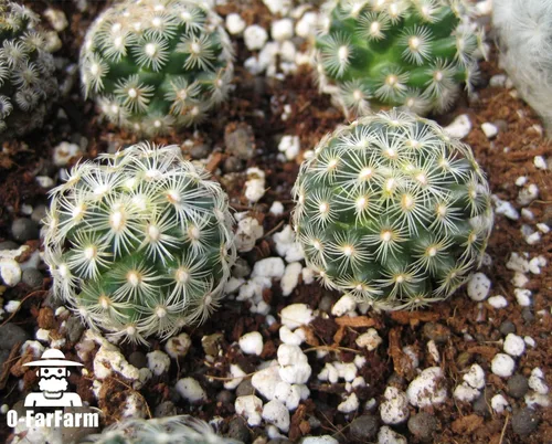 Miniatura 7 de Perlita gruesa a granel, perlita hortícola gruesa de perlita para plantas de interior, mezcla de acondicionador aditivo, mejora el drenaje y la 1 qt
