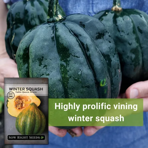 Miniatura 3 de Sow Right Seeds - Semillas de calabaza Queen de bellota para plantar - Paquete de reliquia sin OMG con instrucciones para plantar un huerto