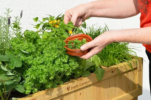 Miniatura 2 de Semillas de eneldo Más de 150 semillas Cultiva esta sabrosa hierba en tu jardín