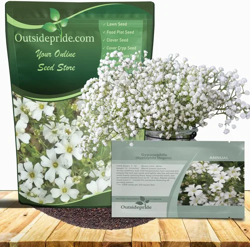 Outsidepride Gypsophila White Baby - Semillas de aliento de bebé – 1/4 lb. Semillas de flores silvestres resistentes anuales, fáciles de cultivar y