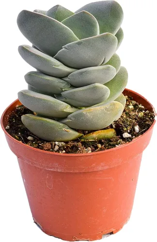 Miniatura 4 de Planta suculenta crassula viva - Suculenta crassula de 4 pulgadas totalmente arraigada (Crassula Gollum)
