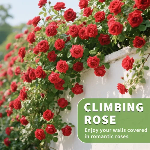 Miniatura 2 de Más de 200 semillas de rosas rojas trepadoras para plantar al aire libre, flores ornamentales trepadoras rosas arbustos trepadoras de larga floración