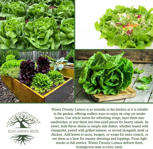 Miniatura 6 de Semillas de lechuga de densidad invernal para plantar, más de 1000 semillas tradicionales por paquete, semillas de jardín de Isla