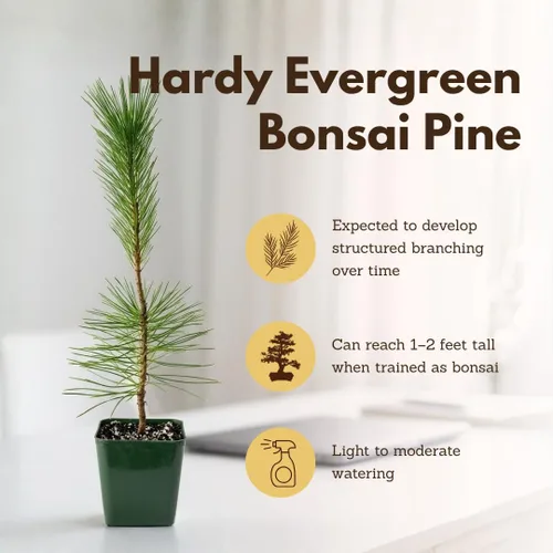 Miniatura 8 de My Shelfie - Árbol bonsái de pino negro japonés, árbol bonsái alto, plantas vivas para jardín exterior o interior, maceta de 2 pulgadas