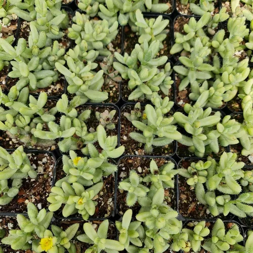 Miniatura 3 de Plantas de cactus suculentas vivas raras para decoración del hogar y la oficina