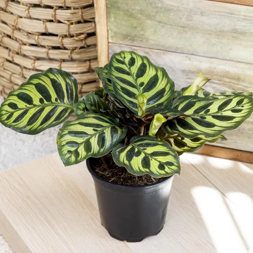 Miniatura 3 de Calathea - Plantas de oración vivas (4 unidades), plantas de interior aptas para mascotas, paquete de plantas de interior de oración, mezcla