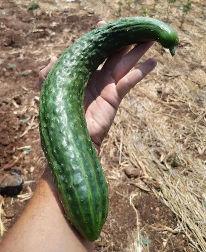 Miniatura 3 de TomorrowSeeds - Semillas de pepino sin eructos de jade de China - Más de 100 unidades - para plantar 2026 Delicioso largo verde oscuro sin amargo