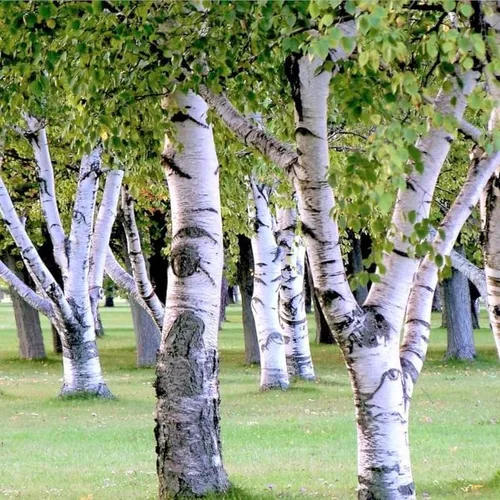 300 semillas de abedul de papel blanco | Betula Pendula corteza escamosa europea follaje amarillo semilla de árbol caducifolio llorón