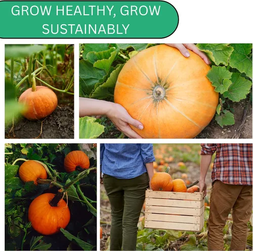 Miniatura 5 de Woods Creek Seeds: Semillas de calabaza pequeñas de tarta de azúcar para plantar, más de 40 semillas de calabaza tradicionales sin OMG para plantar