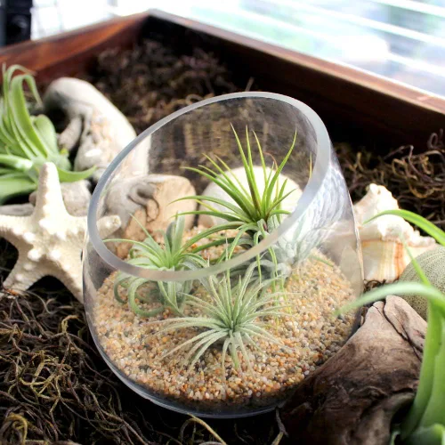 Kit de terrario de cuenco de vidrio inclinado de 5 pulgadas de grosor con arena de playa y 3 plantas de aire Tillandsia Ionantha vivas, plantas de