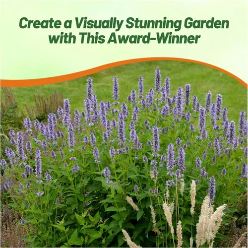 Miniatura 6 de Outsidepride Semillas de hisopo gigante azul lavanda para plantar, 2000 piezas de semillas de jardín de hierbas perennes con flores fragantes
