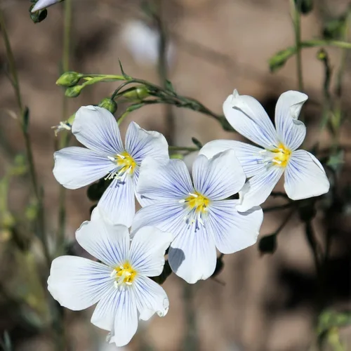 Semillas de flor de lino azul - 1 oz - Semillas de jardín de flores silvestres perennes - Linum lewisii