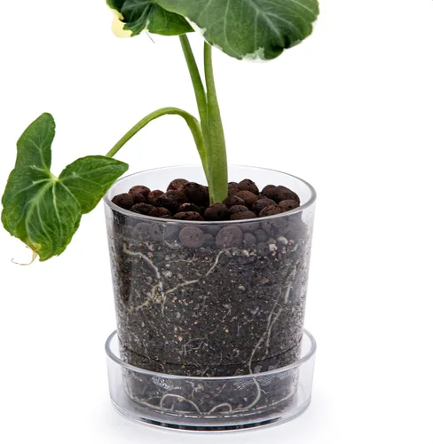 Miniatura 16 de Phoenix Vine Maceta de acrílico transparente de 3.5 pulgadas con bandeja, maceta de orquídeas con agujeros de drenaje, platillo profundo para riego
