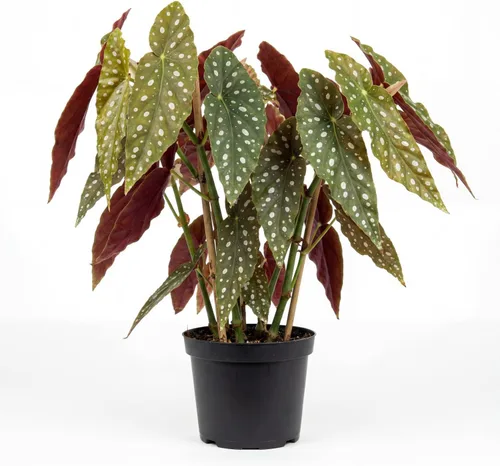 Planta de begonia arrastrada viva, planta viva de begonias raras, planta de interior para interiores y exteriores 4-8 Inc Starter (Begonia de ala de