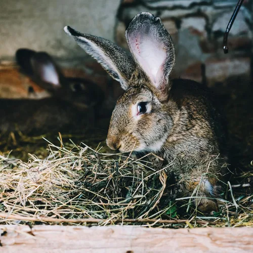 Miniatura 8 de High Desert Delight - Pellets de alfalfa, ricos en proteínas, alimento para animales pequeños para conejos jóvenes, cobayas y mascotas pequeñas