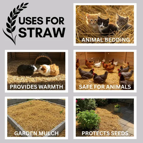 Miniatura 3 de Paja de trigo 100% natural para cama de animales, mantillo de jardín, compost y fertilizante, y cobertura de césped (2 libras)