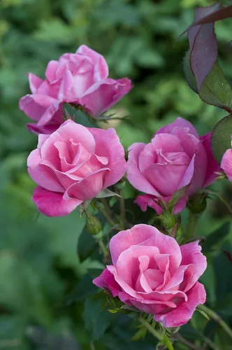 Miniatura 2 de Green Promise Farms Rosa Knock Out (Reblooming) Rose, contenedor tamaño 2, flores de coral