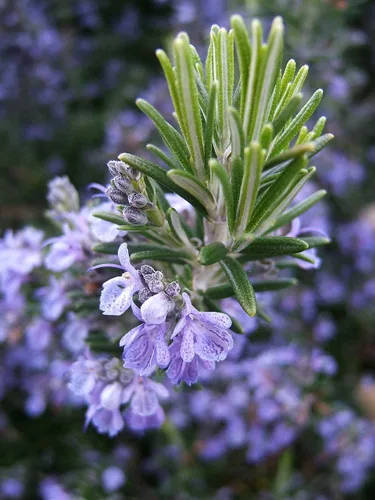 Miniatura 5 de TomorrowSeeds - Semillas de romero - Más de 200 unidades - para plantar 2025 Blue Toscana Perenne Hierbas Jardín Mediterránea Rosmarino Romero