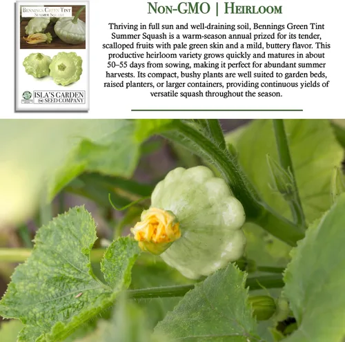 Miniatura 3 de Bennings Green Tint Summer Squash, 30 semillas tradicionales por paquete, Patty Pan Squash, semillas sin OMG, nombre botánico: Cucurbita Pepo
