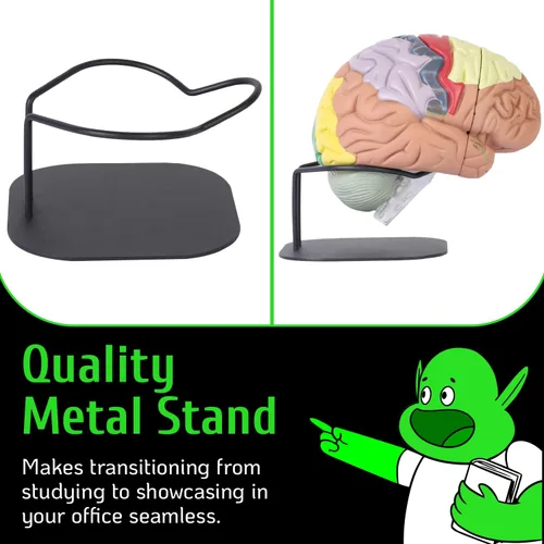 Miniatura 4 de Modelo de cerebro humano con números grabados con láser y etiquetado Incluye soporte de metal resistente, funda de transporte ligera y disecciones