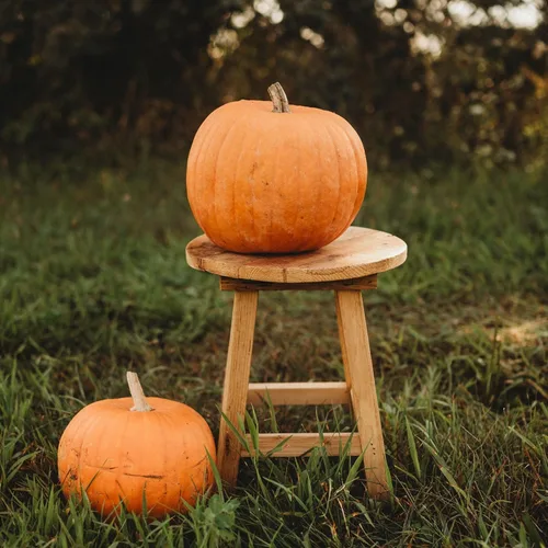 Montana Jack Pumpkin - 25 semillas – Variedad de calabaza de temporada corta, semillas de calabaza sin OMG para plantar en el jardín de la casa,
