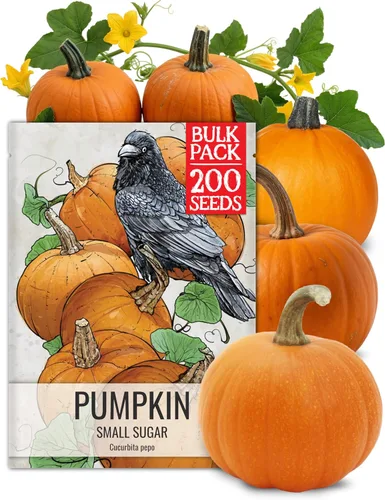 Miniatura 13 de Seed Needs Connecticut - Semillas de calabaza de campo para plantar 1 onza Cucurbita Pepo Heirloom semillas vegetales sin OGM Calabaza favorita