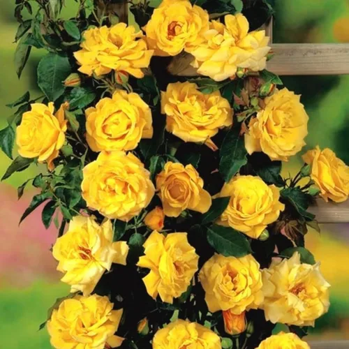 Miniatura 4 de Plantas vivas de rosas trepadoras, rosales listos para plantar, sin maceta, podados, bien enraizados, de 6 a 8 meses de edad (Fourth of July)