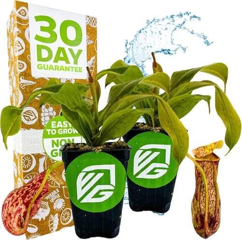 Miniatura 10 de Planta de jarra St. Gaya - Nepenthes carnívora de Wellspring Gardens - Jarrones únicos, fácil cuidado, planta de interior, impresionante planta