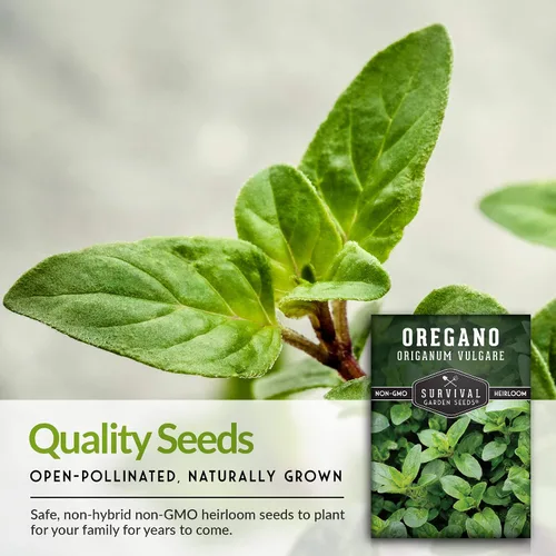 Miniatura 4 de Semillas de orégano para plantar – Hierba culinaria Origanum Vulgare para platos italianos – Cultiva en interiores o exteriores para un sabor fresco