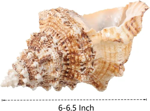 Miniatura 2 de Concha de concha natural gigante, concha de rana de 7 a 8 pulgadas, concha de mar grande para relleno de jarrón, plantas de aire, decoración