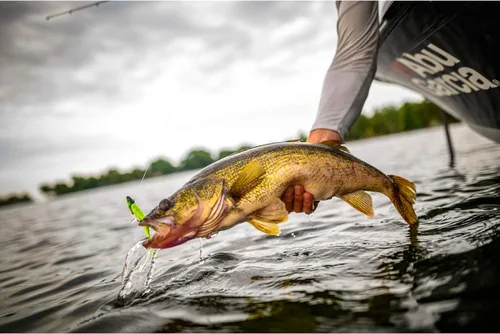 Miniatura 7 de ¡Berkley Gulp! Cebo suave de pesca de pececillos vivos
