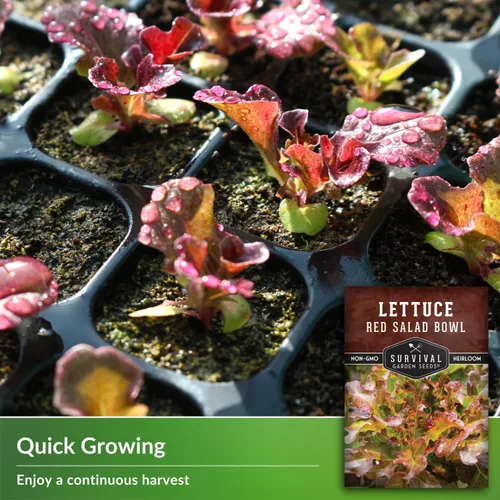 Miniatura 3 de Semillas de lechuga roja para plantar, 1 paquete con instrucciones para plantar y cultivar lechuga de hoja suelta en tu huerto casero, variedad