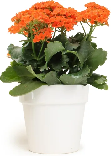 Miniatura 12 de Planta Kalanchoe Plantas suculentas plantas de interior vivas, suculentas vivas plantas de casa en macetas de arcilla, plantas suculentas plantas