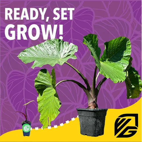 Miniatura 4 de Wellspring Gardens - Fertilizante para plantas de combustible para orejas de elefante, fórmula de alimentos vegetales para alocasias y colocasias