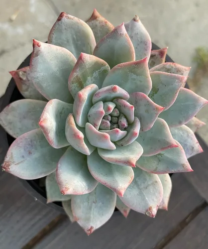 Live Echeveria Blue Bird - Planta suculenta de 4 pulgadas, baja agua, tolerante a la sequía con tierra, floración durante todo el año, verde con