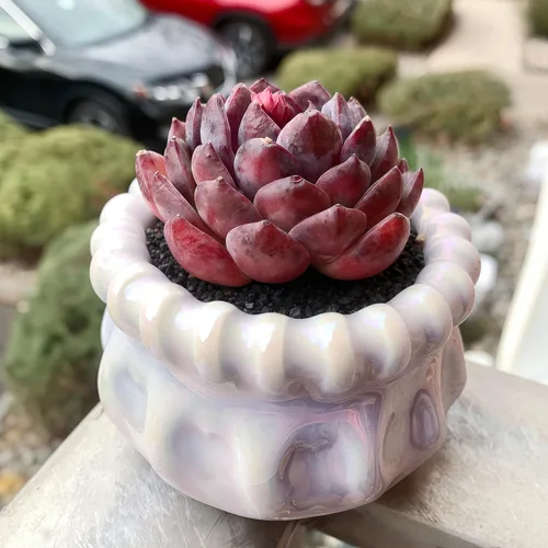 Miniatura 3 de Plantas suculentas vivas Echeveria Perle von Nürnberg, mini suculentas rojas de 3 pulgadas, raíz desnuda sin maceta, planta suculenta decoración