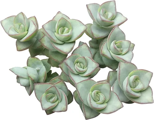 Caja de suculentas | Colección única de suculentas de Crassula vivas, fáciles de cultivar, planta de interior para el hogar, totalmente enraizadas