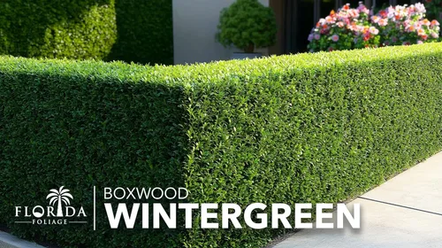 Miniatura 2 de Wintergreen Boj 1 planta viva de 4 pulgadas Buxus Microphylla Arbusto de hoja perenne, follaje denso, jardín formal, bajo mantenimiento, seto