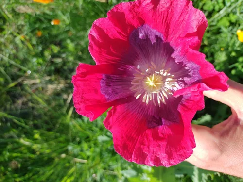 Miniatura 9 de Generic World Poppy Seed Blend Papaver Somniferum Mix 25+ cepas orgánicas sin OMG 100,000 semillas