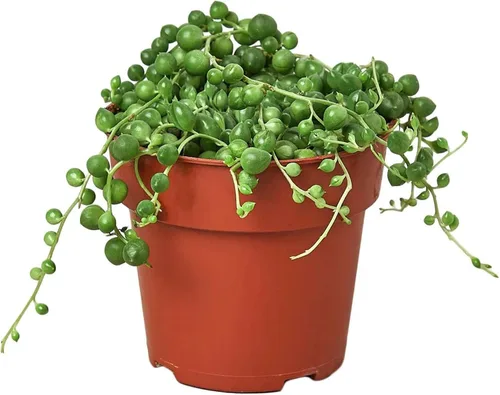 Miniatura 9 de Suculenta Crassula Jade Planta viva para interior Diferentes plantas de interior en maceta de 4 y 6 pulgadas Planta de casa real para sala