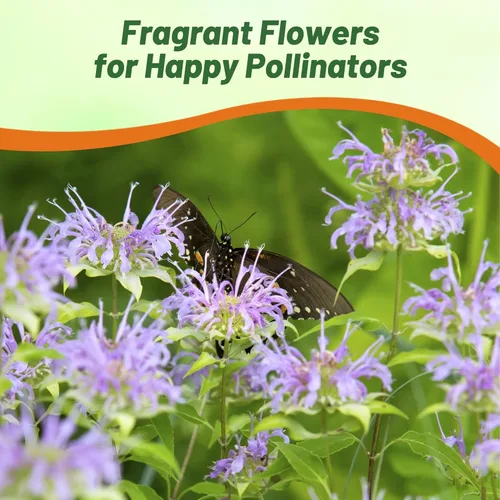 Miniatura 6 de Outsidepride Semillas silvestres de bergamota – 1000 piezas de semillas perennes, fáciles de cultivar y aptas para polinizadores Monarda Fistulosa