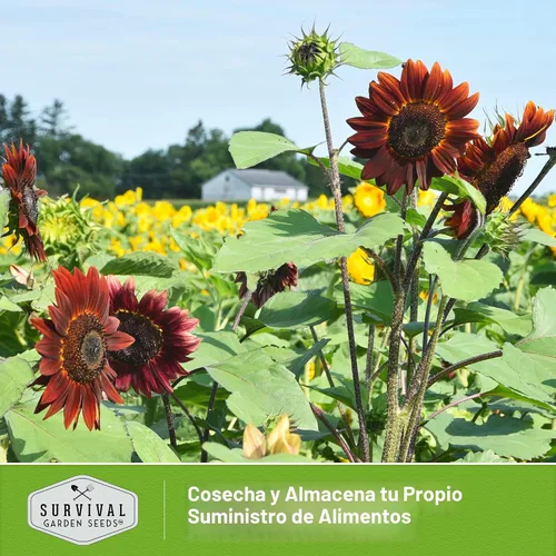 Miniatura 5 de Semillas de girasol de cereza y chocolate para plantar, flores raras de color burdeos negro, flor de reliquia gigante sin OMG de 6 a 7 pies