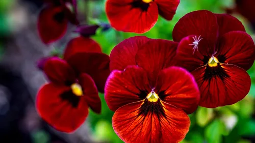 Miniatura 4 de Semillas de Viola Arkwright Ruby Viola Cornuta Pansies Red 40+ Semillas para plantar Planta de Floración Larga
